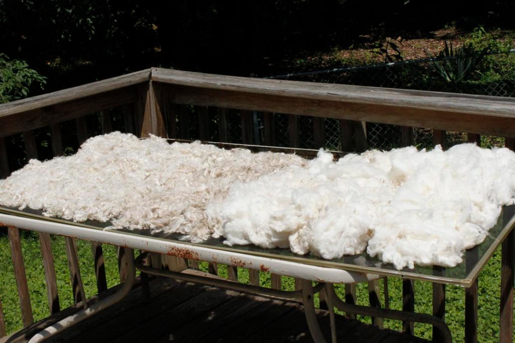 freshly washed wool